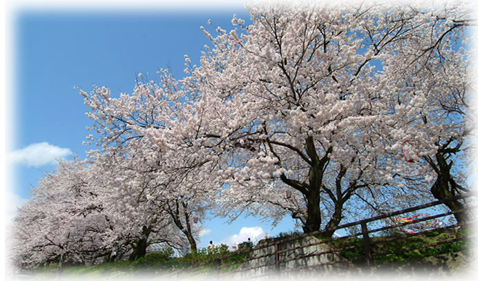 安本写真館前の足羽川の桜並木。晴れた日は桜並木をバックに撮影できます。